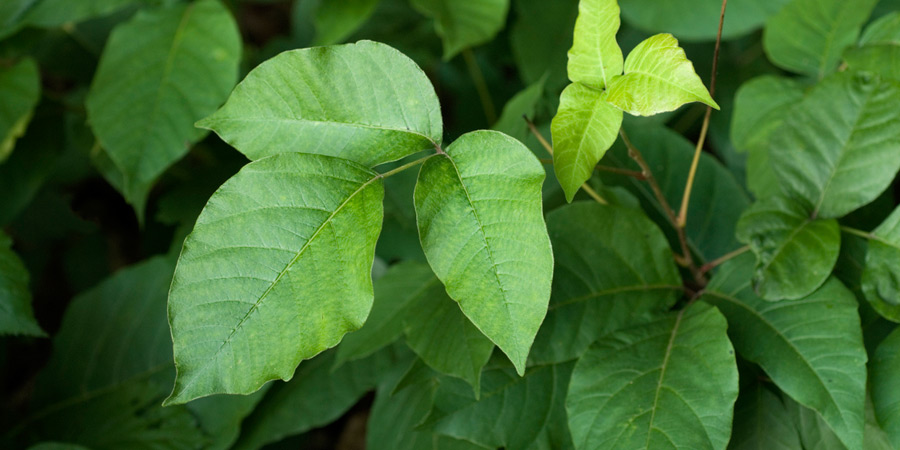 poisonous plants winter