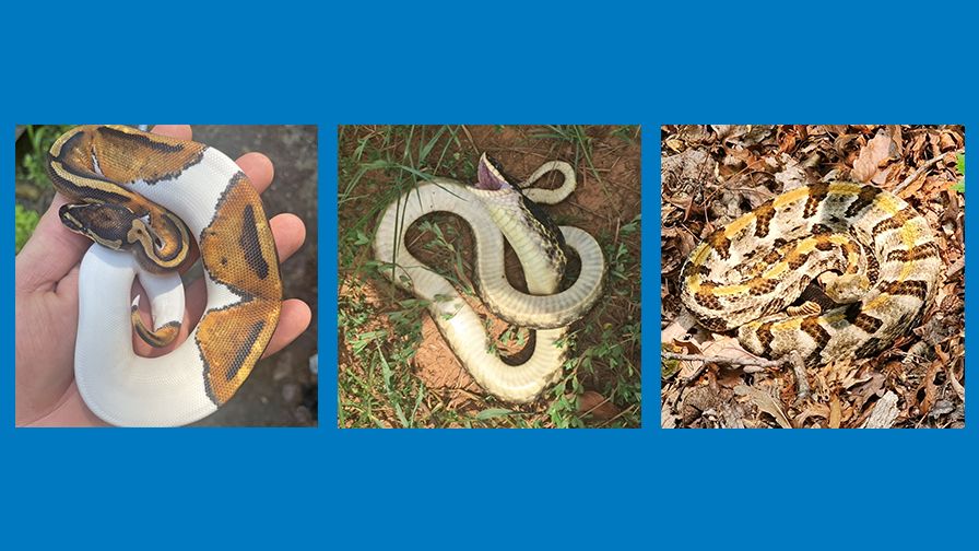 coexisting with herps