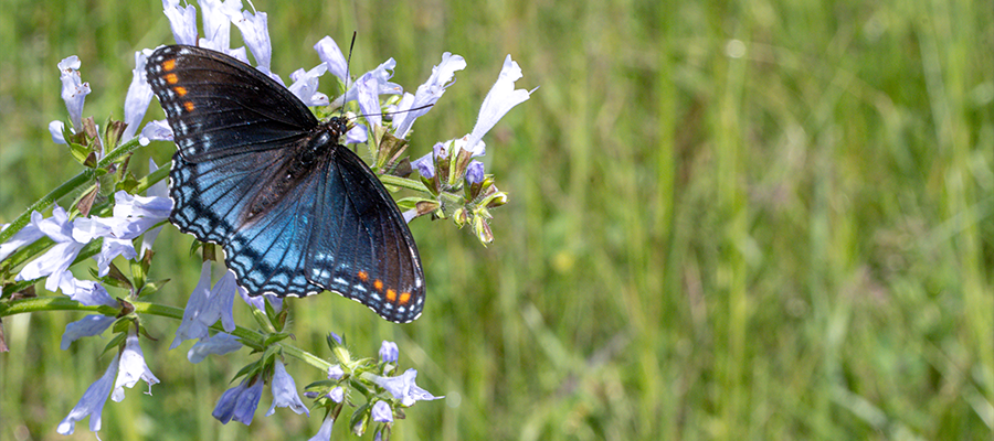 A black and blue butterfly rests on wildflowers in a right-of-way as a product of biodiversity.