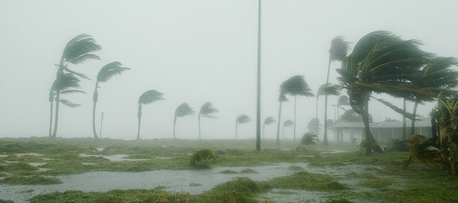 Palm trees experiencing violent winds that will likely need storm response and restoration.