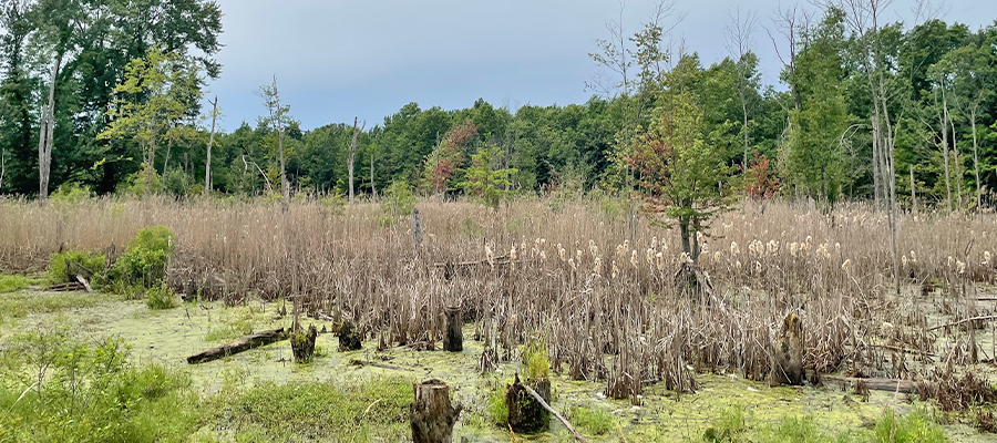 Swampy area that is in progress of restorative vegetation management.