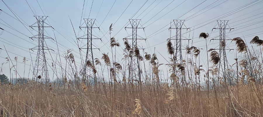 Utility corridors can support ecological restoration, boosting biodiversity & sustainability while maintaining infrastructure.