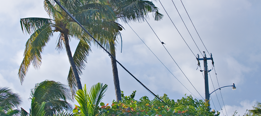 Utility lines and tropical vegetation in SECO Energy’s service area supporting a utility vegetation management partnership.