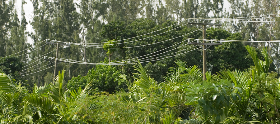 Utility corridor supporting utility workforce stability through reliable vegetation management and field operations.