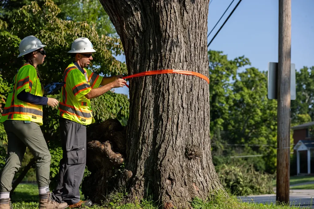 vegetation management plan