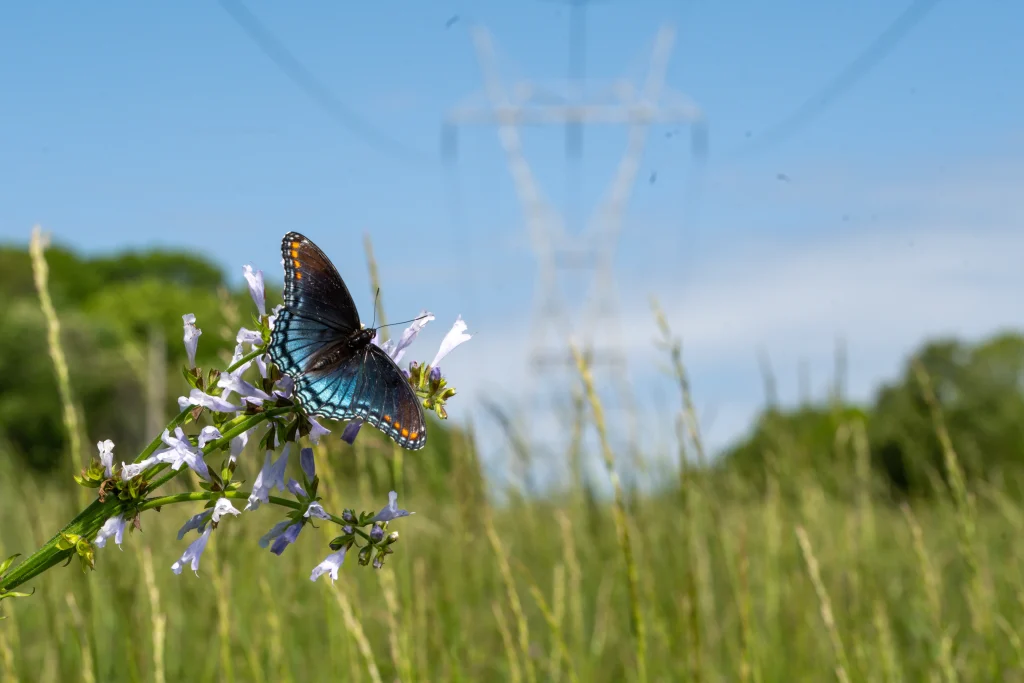 biodiversity analysis